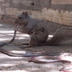 Imagen para el artículo titulado Fotografían a una ardilla devorando una serpiente tras matarla mordiéndola en la cabeza